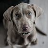 Weimaraner