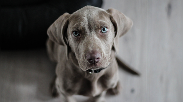 Weimaraner