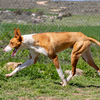 Ibizan hound