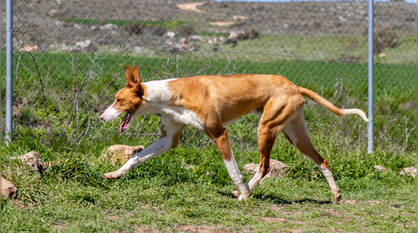 Ibizan hound