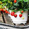 Article image for: Strawberry plant – for quick results