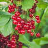 Article image for: Currants – for effortless planting