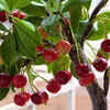 Article image for: Dwarf cherry tree – for <i class="tbold">small</i> gardensDwarf cherry tree – for <i class="tbold">small</i> gardens