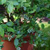 Article image for: Blueberries – for a high-quality and delicious product
