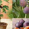 Article image for: Fig (Anjeer) – for Mediterranean <i class="tbold">touch</i>