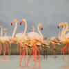 Flamingos