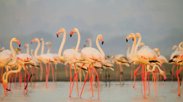 Flamingos