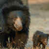 Sloth Bear
