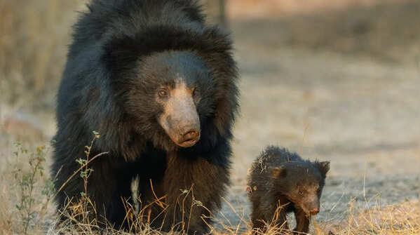 Sloth Bear