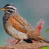 Striolated bunting