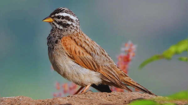 Striolated bunting