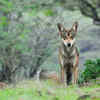 Indian gray wolf