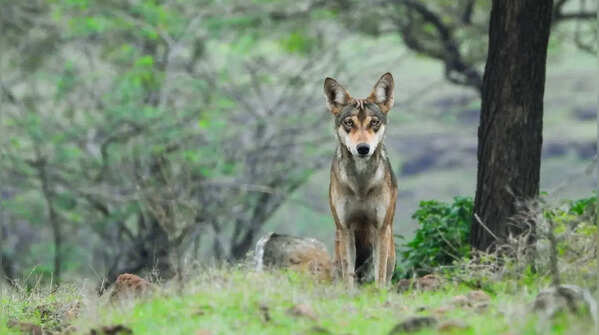 Indian gray wolf