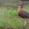 Indian courser