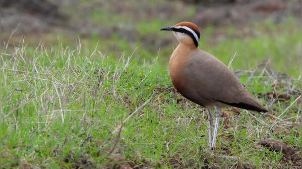 Indian courser