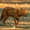 Indian wild dog