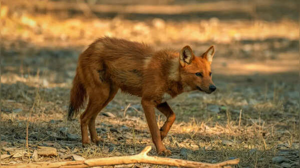 Indian wild dog