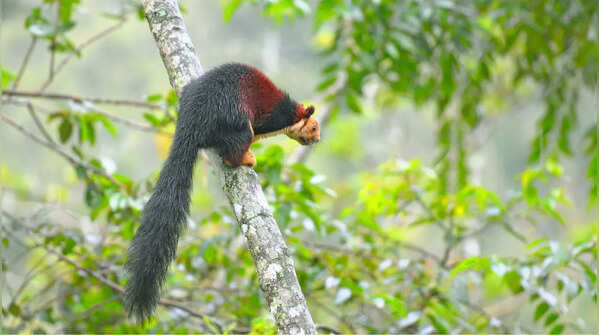 Indian giant squirrel–State animal