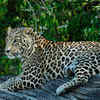 Indian leopard
