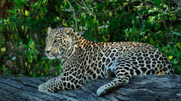 Indian leopard