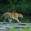 Bengal tiger