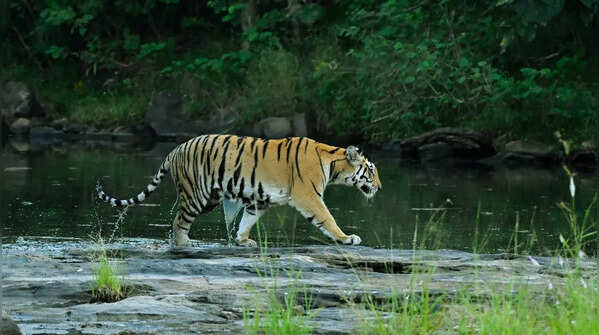 Bengal tiger