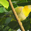 Yellow-footed green pigeon–State bird
