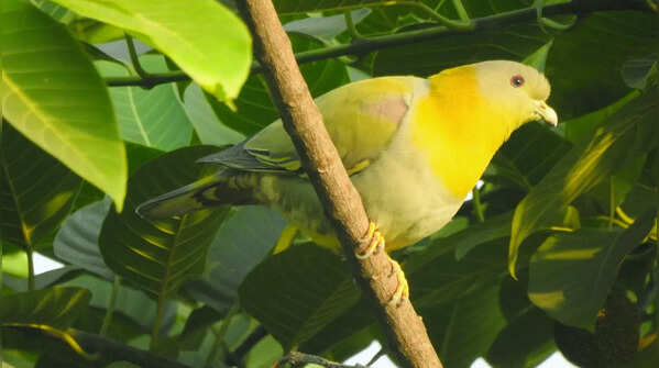 Yellow-footed green pigeon–State bird