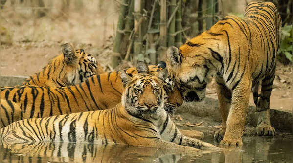 Maharashtra Day 2026: 10 iconic animals of Maharashtra and best places to find them
