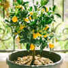 Article image for: Dwarf lemon tree – for year-round freshness