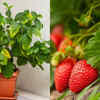 Article image for: 7 European fruits that can grow in the balcony during this season