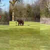 Article image for: Jammu and Kashmir CM Omar Abdullah shares video of bears ‘stealing’ flag at Srinagar golf course