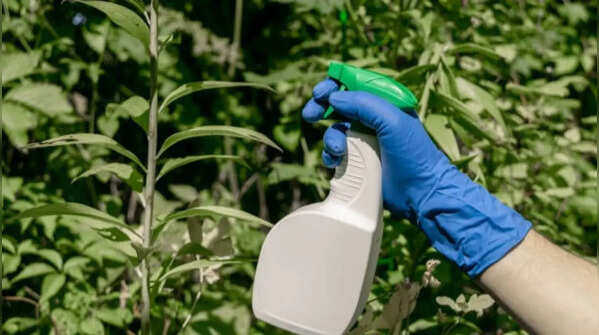 Use natural deterrents