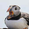 Article image for: These 5 <i class="tbold">birds</i> are so cute; they don’t even look real