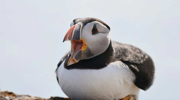 These 5 birds are so cute; they don’t even look real