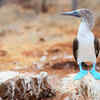Blue-footed booby: It’s all about the feet