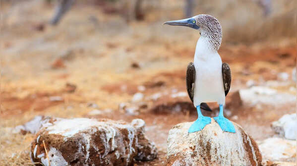 Blue-footed booby: It’s all about the feet