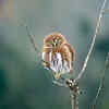 Pygmy owl: Tiny but always serious