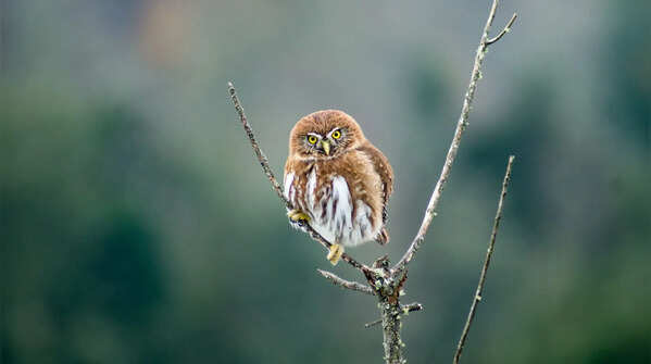 Pygmy owl: Tiny but always serious