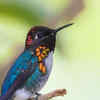 Article image for: Bee hummingbird: So small, it barely feels real
