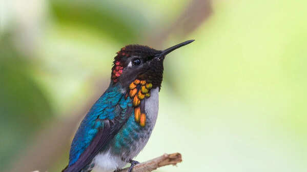 Bee hummingbird: So small, it barely feels real