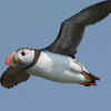 Article image for: Puffin: That tiny face and colourful beak combo