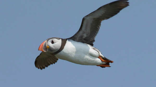 Puffin: That tiny face and colourful beak combo