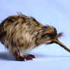 Article image for: Kiwi: Looks like a bird, feels like a soft toy