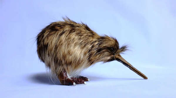 Kiwi: Looks like a bird, feels like a soft toy