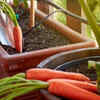 Carrots for <i class="tbold">deep</i> containers