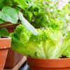 Article image for: Lettuce for continuous supply