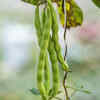 Article image for: Beans for vertical <i class="tbold">garden</i>ing