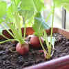 Article image for: Radishes for fast results