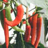 Article image for: Chillies for compact <i class="tbold">space</i>s